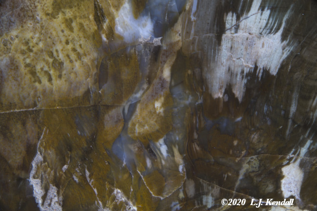 Petrified Wood img